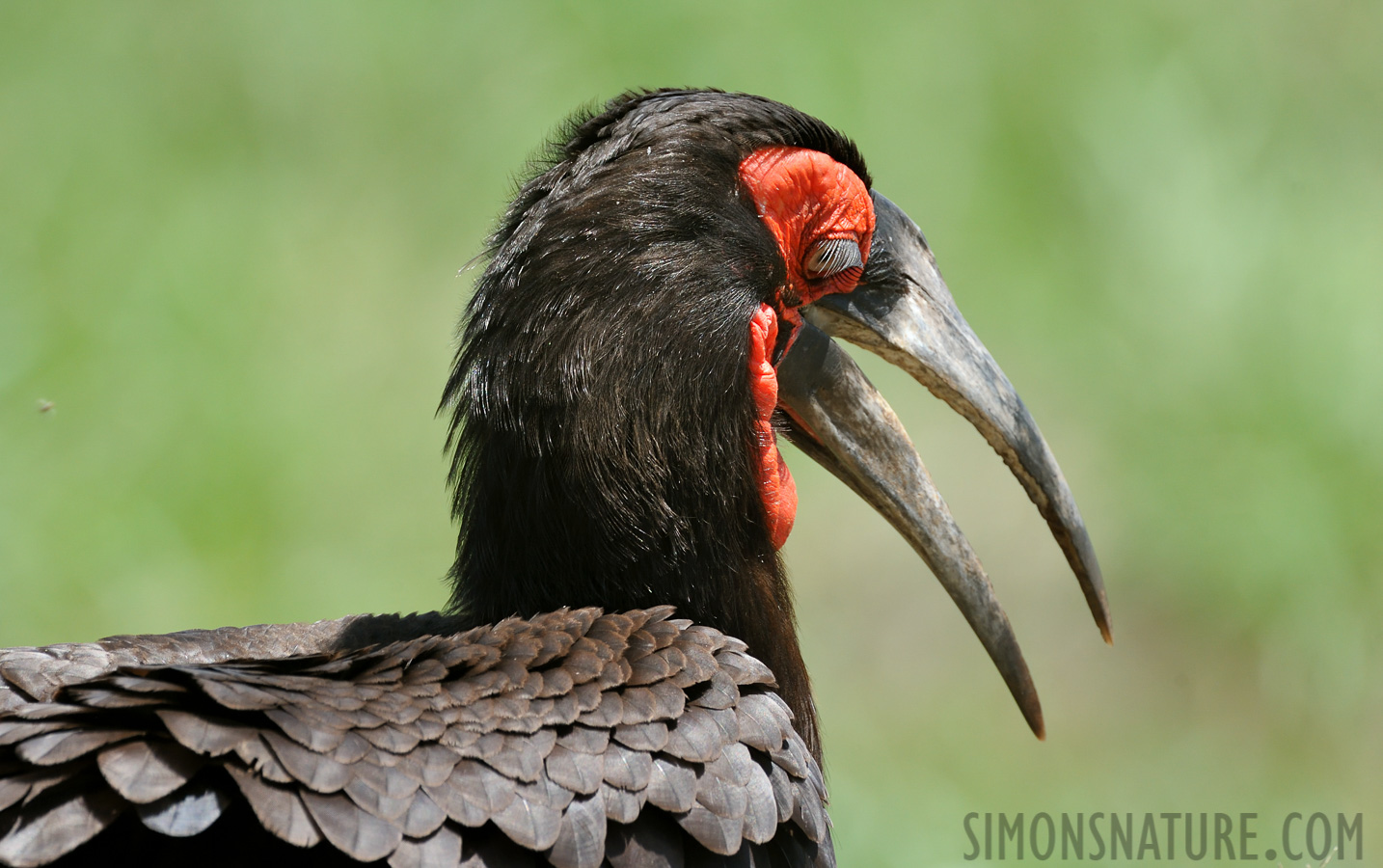 Bucorvus leadbeateri [550 mm, 1/1000 Sek. bei f / 8.0, ISO 1000]